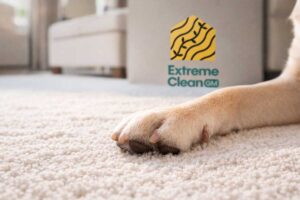 mantener un hogar con mascota limpio